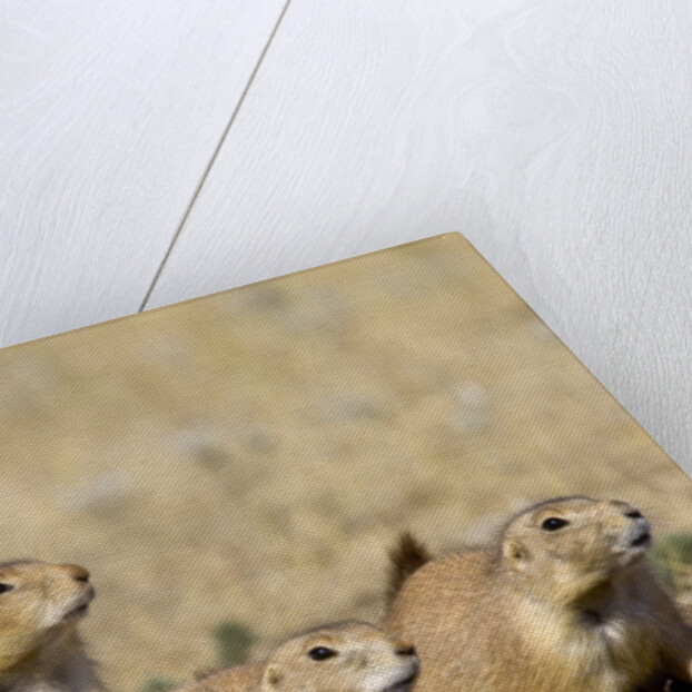 Black Tailed Prairie Dogs by Anonymous