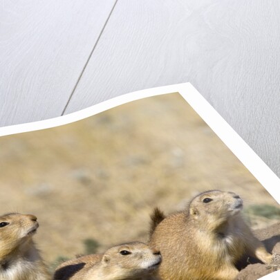 Black Tailed Prairie Dogs by Anonymous