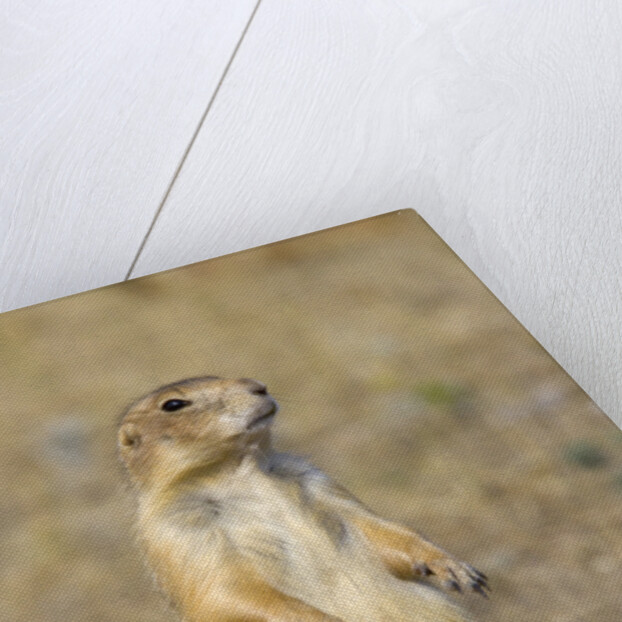 Black Tailed Prairie Dog by Anonymous