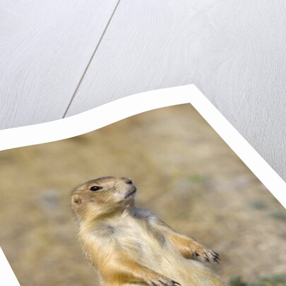 Black Tailed Prairie Dog by Anonymous