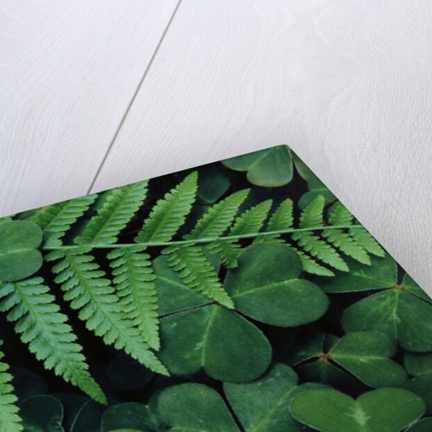 Redwood Sorrel and Bracken Fern by Anonymous