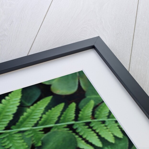 Redwood Sorrel and Bracken Fern by Anonymous