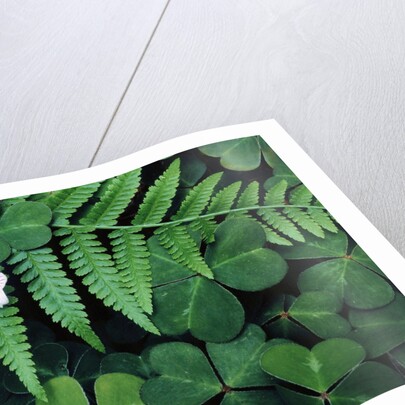 Redwood Sorrel and Bracken Fern by Anonymous