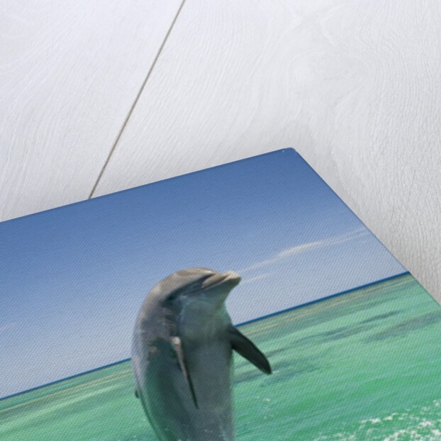 Jumping Bottlenose Dolphin by Anonymous