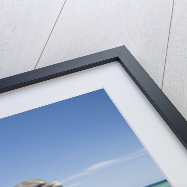 Jumping Bottlenose Dolphin by Anonymous