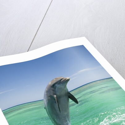 Jumping Bottlenose Dolphin by Anonymous