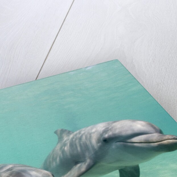 Bottlenose Dolphins by Anonymous