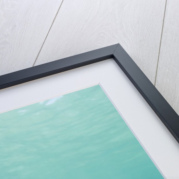 Bottlenose Dolphins by Anonymous