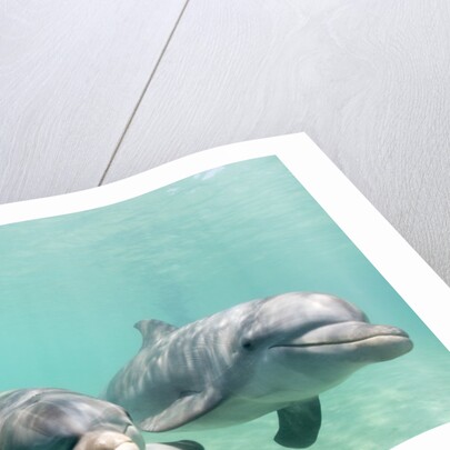 Bottlenose Dolphins by Anonymous