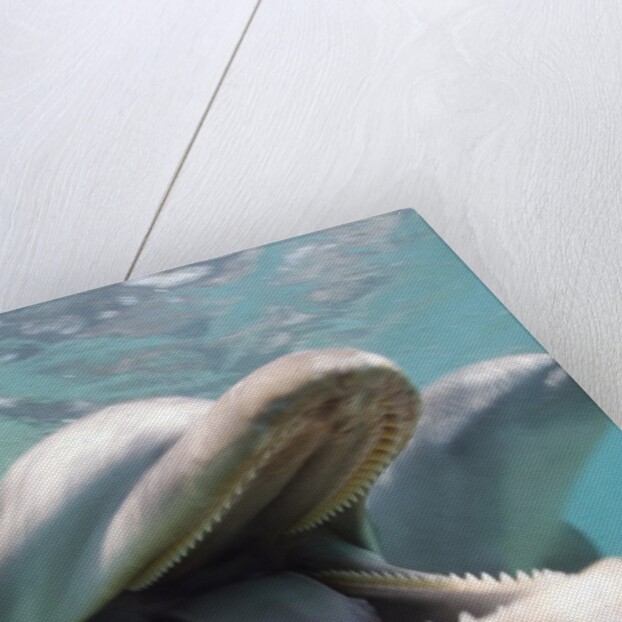 Bottlenose Dolphin Opening Mouth by Anonymous