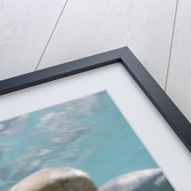 Bottlenose Dolphin Opening Mouth by Anonymous