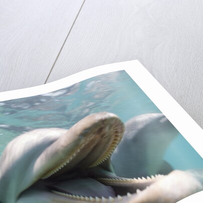 Bottlenose Dolphin Opening Mouth by Anonymous