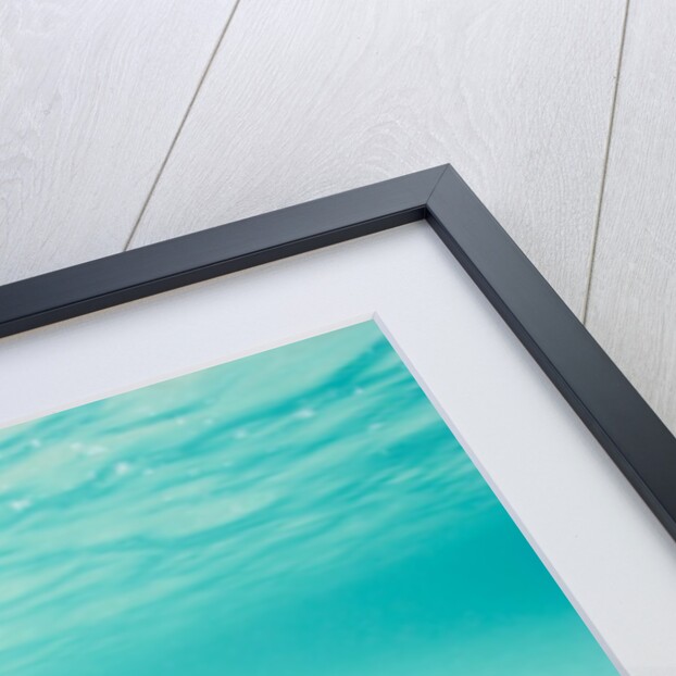 Bottlenose Dolphin by Anonymous