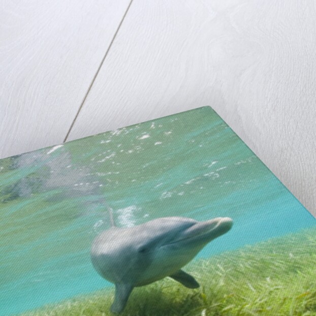 Bottlenose Dolphin by Anonymous