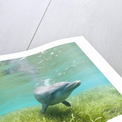 Bottlenose Dolphin by Anonymous