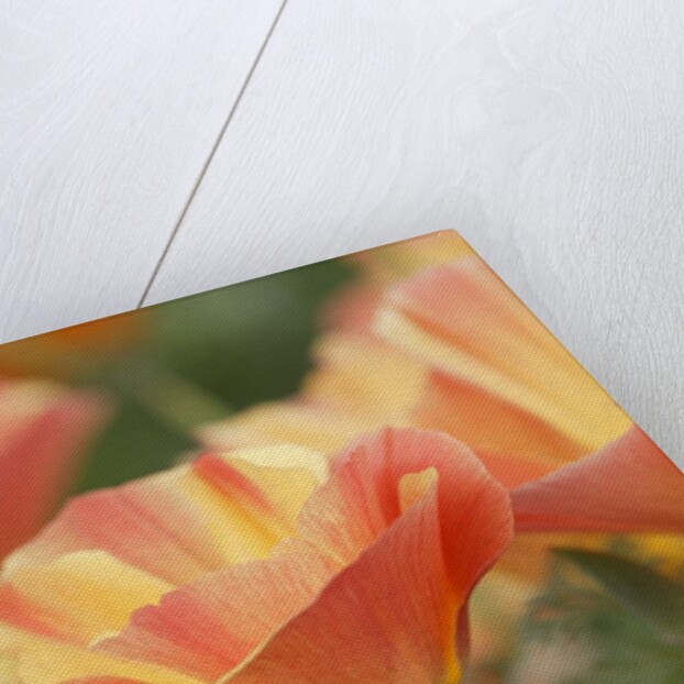 Mission Bells by Anonymous