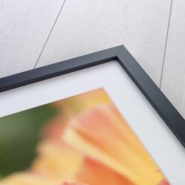 Mission Bells by Anonymous