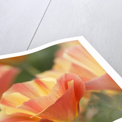 Mission Bells by Anonymous