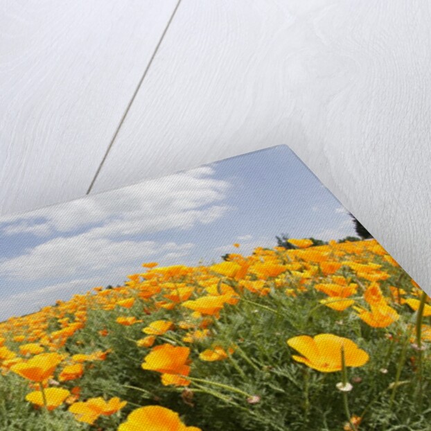 Field of California Poppies by Anonymous