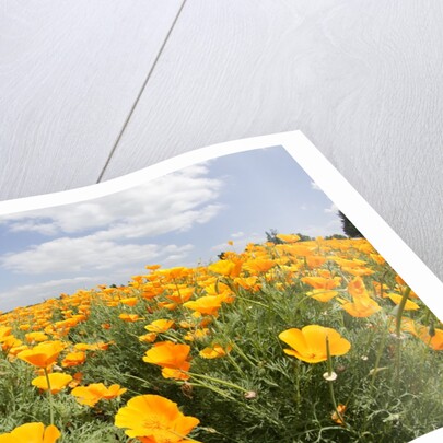 Field of California Poppies by Anonymous