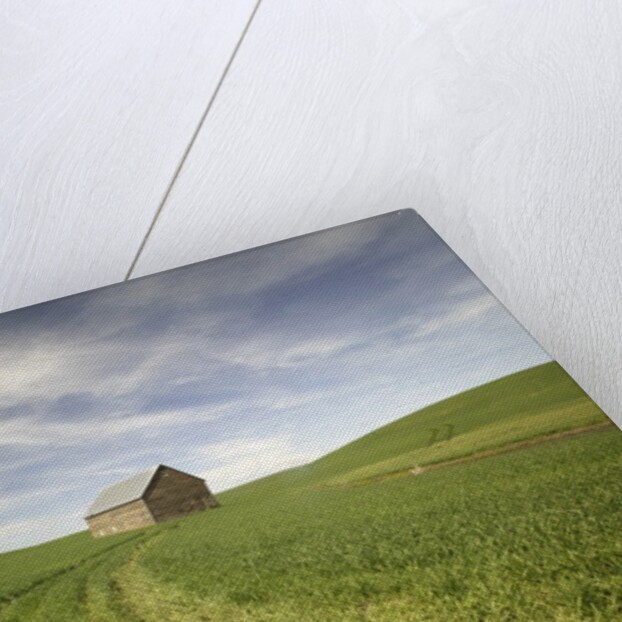 Old Barn in Wheat Field by Anonymous