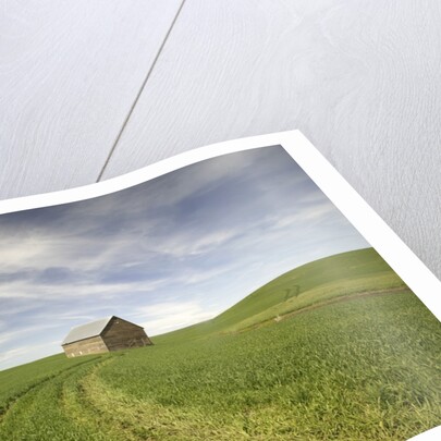 Old Barn in Wheat Field by Anonymous