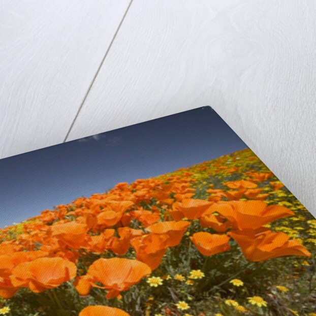 California Poppies by Anonymous