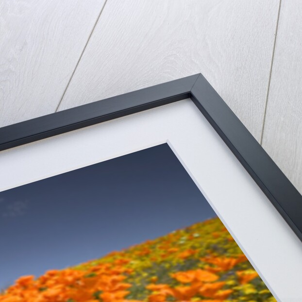 California Poppies by Anonymous