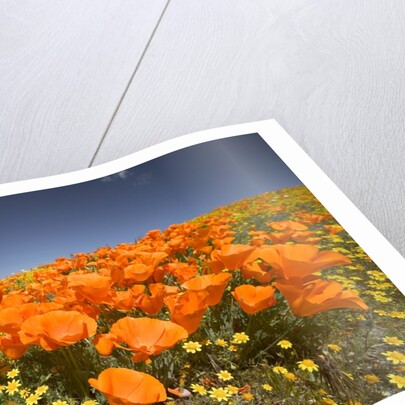 California Poppies by Anonymous