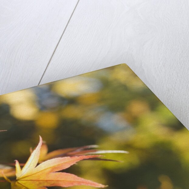 Japanese Maple Leaves in Autumn by Anonymous