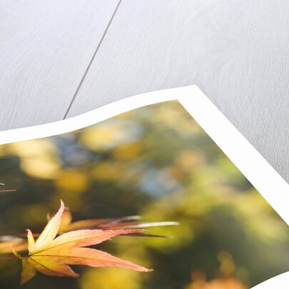 Japanese Maple Leaves in Autumn by Anonymous