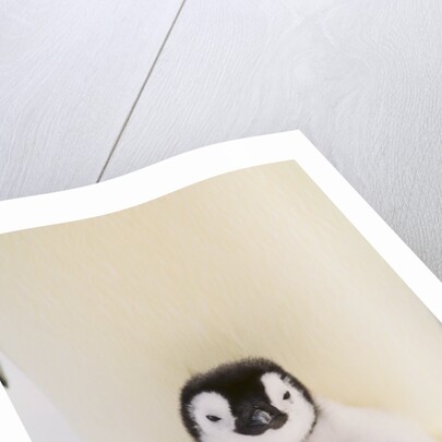 Emperor Penguin Protecting Offspring from the Cold by Anonymous