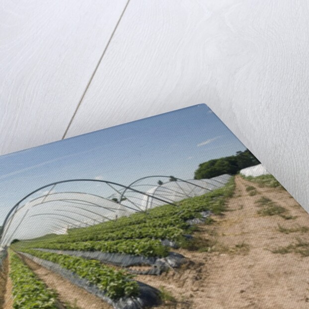 Strawberry Farm in England by Anonymous