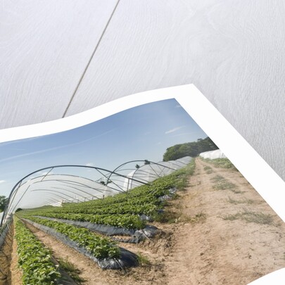 Strawberry Farm in England by Anonymous