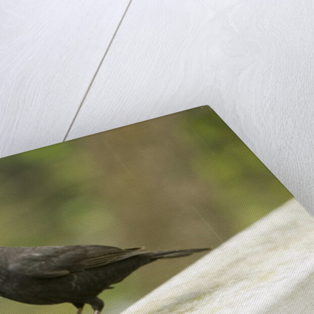 Male Blackbird Sitting on a Garden Rail in the Rain by Anonymous
