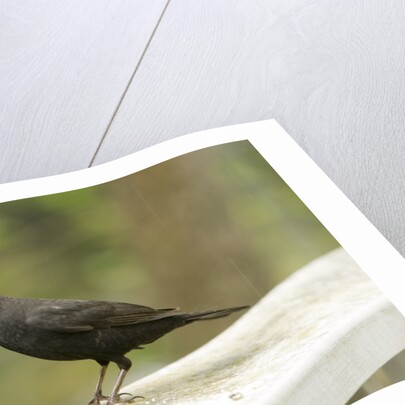 Male Blackbird Sitting on a Garden Rail in the Rain by Anonymous