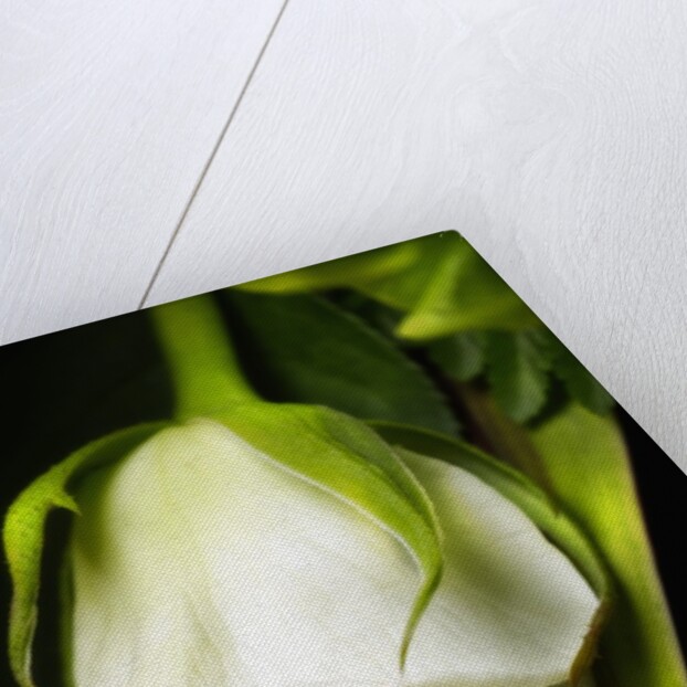 White Rose by Anonymous