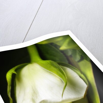 White Rose by Anonymous