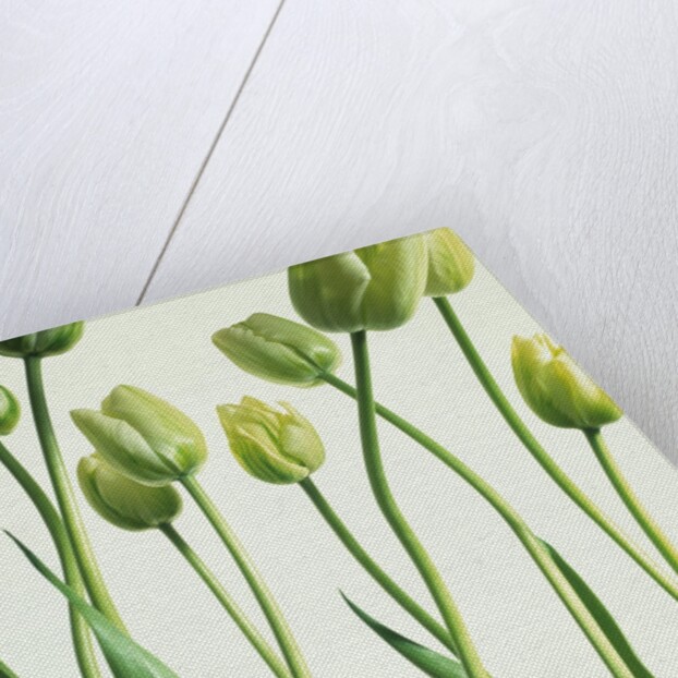 Green Tulips in Vases by Anonymous