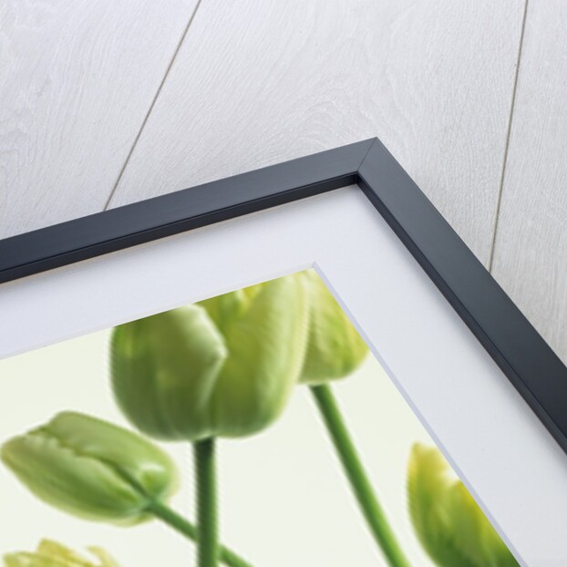 Green Tulips in Vases by Anonymous