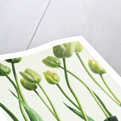 Green Tulips in Vases by Anonymous