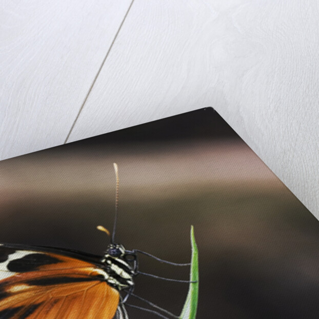 Hecales Longwing Butterfly Laying Egg by Anonymous