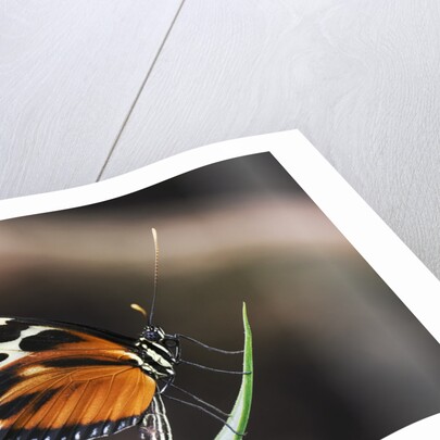 Hecales Longwing Butterfly Laying Egg by Anonymous