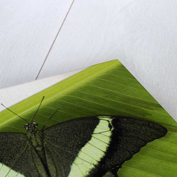 Green Banded Peacock Butterfly by Anonymous