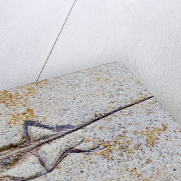 Lizard Fossil from Solnhofen Limestone Formation by Anonymous