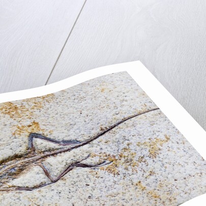 Lizard Fossil from Solnhofen Limestone Formation by Anonymous