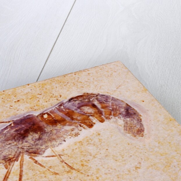 Crustacean Fossil from Solnhofen Limestone Formation by Anonymous