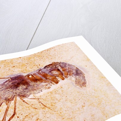 Crustacean Fossil from Solnhofen Limestone Formation by Anonymous