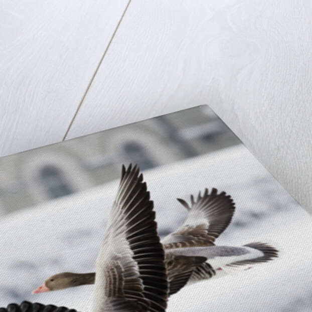 Greylag Geese in Flight by Anonymous