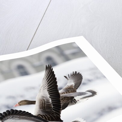 Greylag Geese in Flight by Anonymous